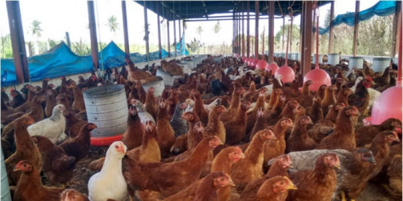 Governo incentiva avicultura para garantir renda na agricultura familiar