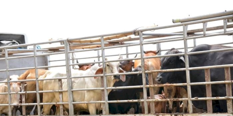 Defesa Agropecuária e PRF realizam fiscalizações no transporte de animais na Paraíba