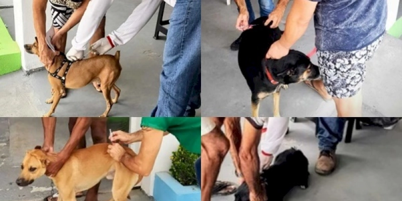 Mais de 400 animais são  imunizados no dia D da Campanha de Vacinação Anti-rábica, em Aparecida 