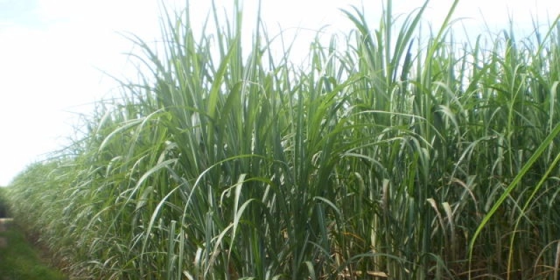 Conab estima produção de 572,9 milhões de toneladas de cana-de-açúcar
