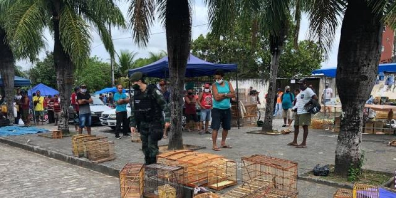 Operação Voo Livre: mais de 170 aves silvestres apreendidas na feira de Guarabira
