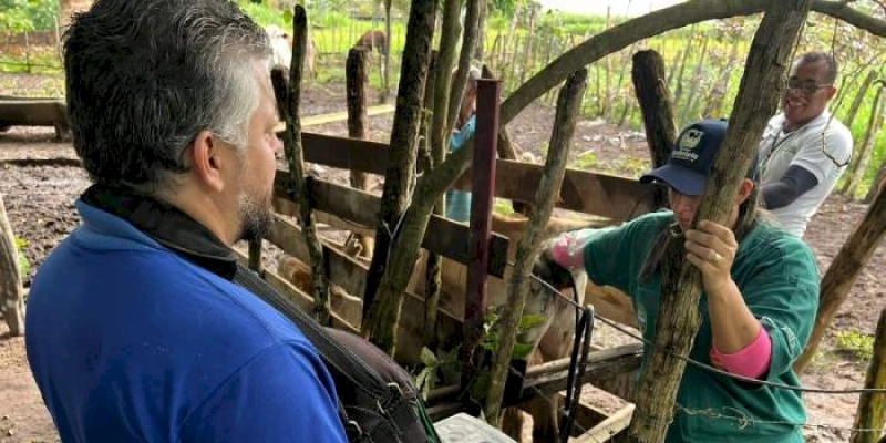 Prefeitura de João Pessoa e Conafer preparam rebanho bovino para receber inseminação artificial