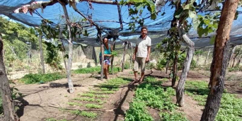 Governo da Paraíba incentiva produção de pitaia na agricultura familiar no Sertão