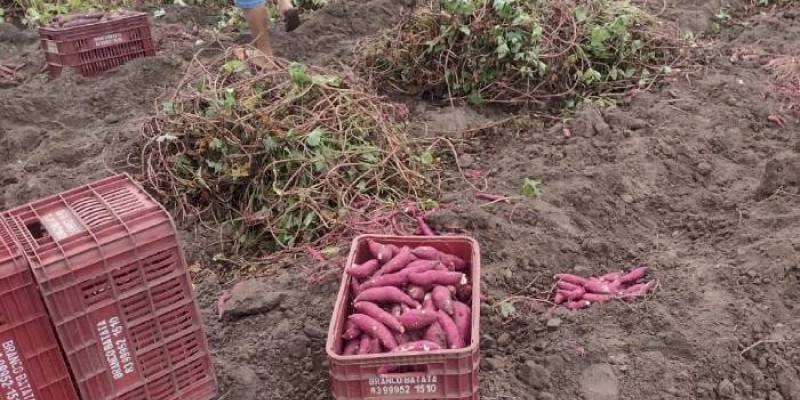 Produtor lucra mais plantando batata-doce com assistência técnica da Empaer 