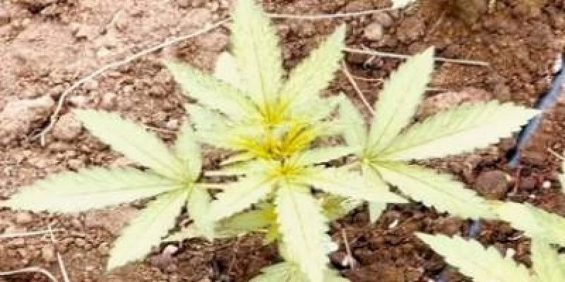 40 mil pés de maconha e várias armas são apreendidas na “Operação Liberacion”, nesta sexta-feira