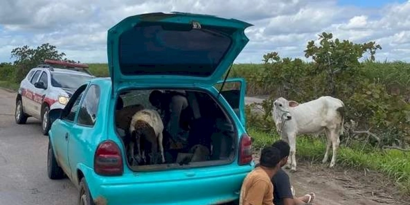 Polícia Militar intercepta e prende quadrilha de roubo de gado, na Paraíba