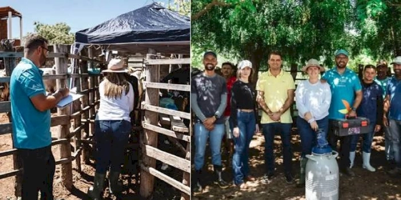 Bal Lins acompanha a primeira fase de inseminação artificial do Programa de Melhoramento Genético de Bovinos