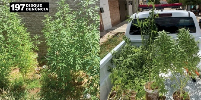 Polícia Civil prende suspeito de tráfico de drogas com plantação de maconha em casa 