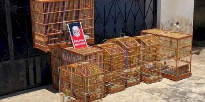 Durante Operação Previna-se, polícia aprende sete aves silvestres na cidade de Pombal 