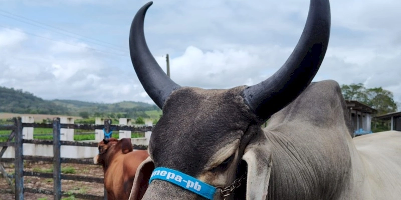 Empaer realiza leilão de animais de elite das raças Gir, Guzerá e Sindi no próximo dia 23