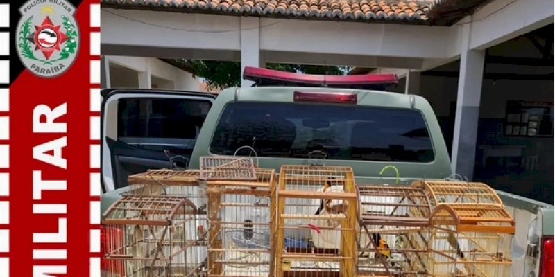 Polícia Militar intensifica policiamento e realiza apreensão de aves silvestres