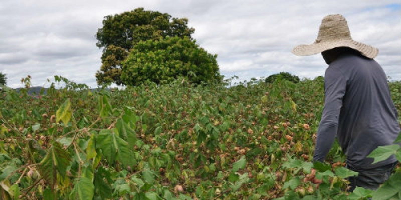Produção do algodão colorido orgânico avança na agricultura familiar no Sertão da Paraíba