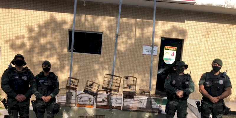Polícia apreende aves silvestres em feira