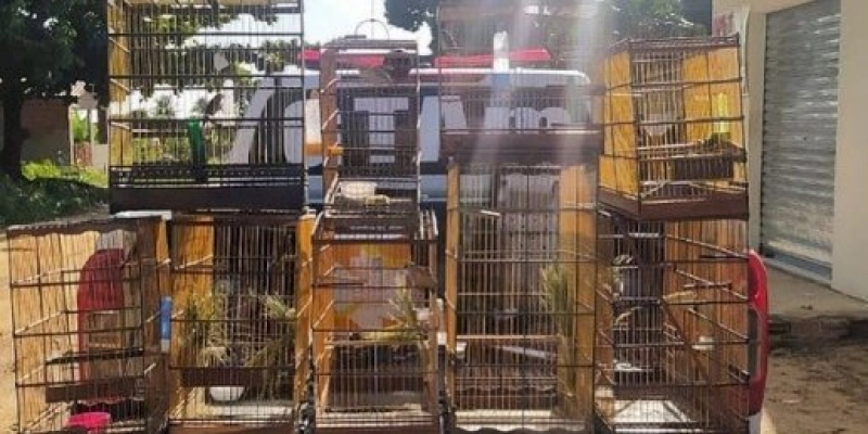 Polícia militar apreende 10 aves silvestres em ação da semana do meio ambiente