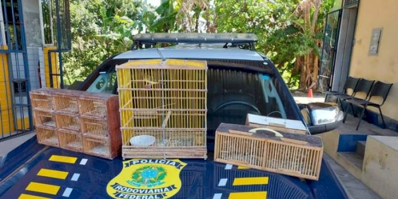 Mais oito veículos são apreendidos e uma ave silvestre é resgatada pela PRF na Paraíba