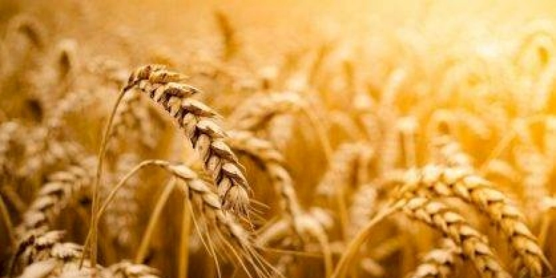 Conab estima que produção de grãos chegue a 272,5 milhões de toneladas