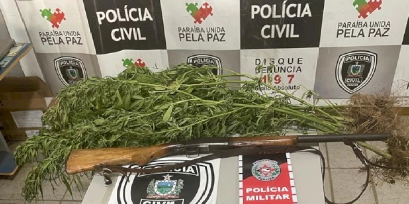 Polícia Militar e Civil apreendem armas e pés de maconha e prendem dois homens, no sertão 