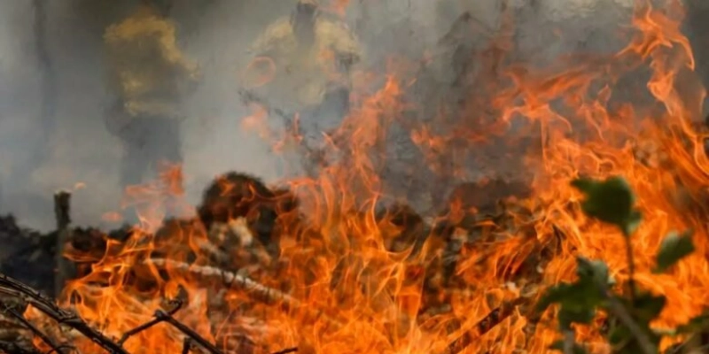 Incêndios no Pantanal aumentam 1.500% em 2024, segundo INPE