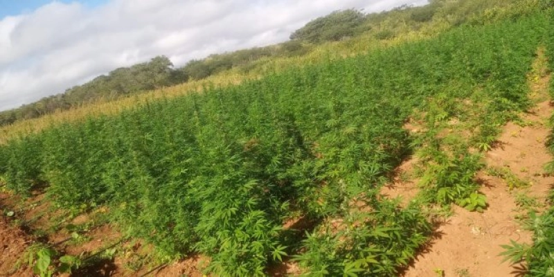 Polícia Militar localiza plantio com 180 mil pés de maconha na divisa da Paraíba e Pernambuco