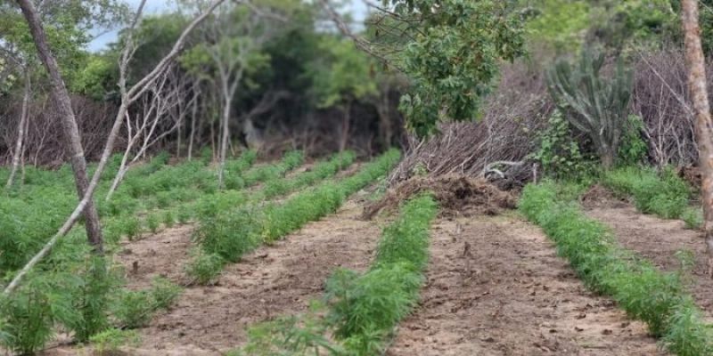 PF e PM erradicam 47 mil pés de maconha no Sertão