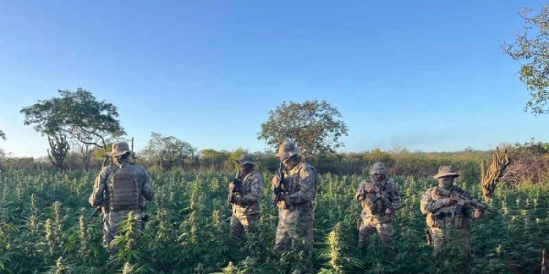 Operação desarticula novo plantio de maconha na Paraíba