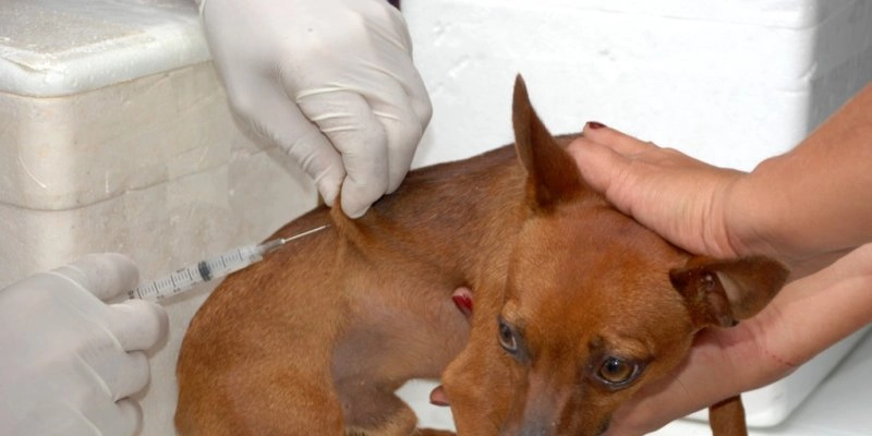 Saúde inicia preparativos para Campanha de Vacinação contra Raiva Animal na Paraíba