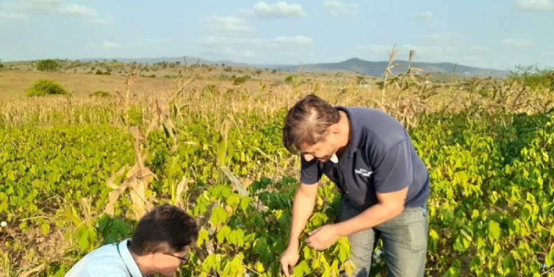 Empaer e Embrapa vão atuar na orientação do cultivo de algodão agroecológico na Agrovila Águas de Acauã