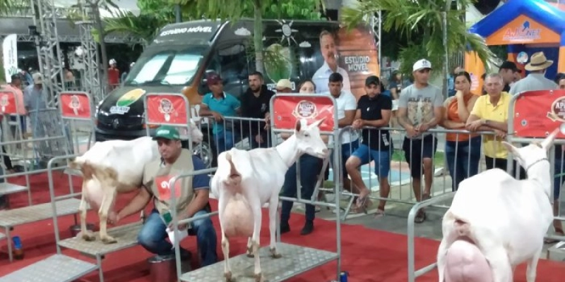 Governo da Paraíba mostra ações que atendem criadores de caprinos e ovinos durante a ExpoPrata