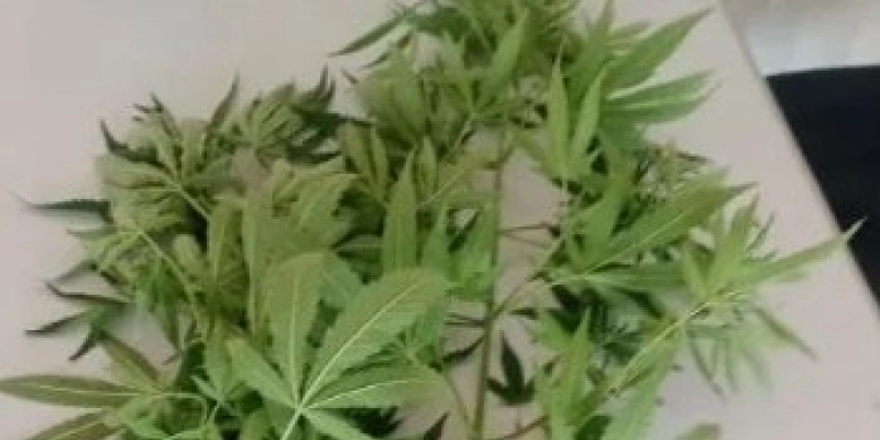 Polícia localiza pés de maconha durante rondas no sertão do estado