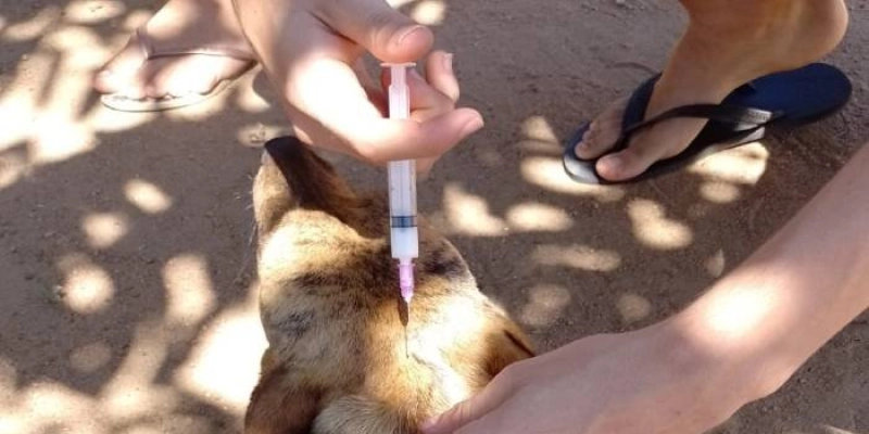 Saúde promove ‘Dia D’ de vacinação antirrábica de cães e gatos no próximo sábado, em João Pessoa