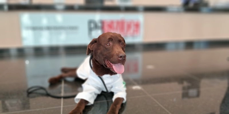 Hospital Metropolitano proporciona terapia assistida por animais e promove benefícios emocionais e físicos aos pacientes