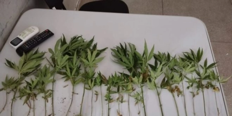 Polícia apreende plantação de maconha durante ocorrência de violência doméstica, no sertão paraibano