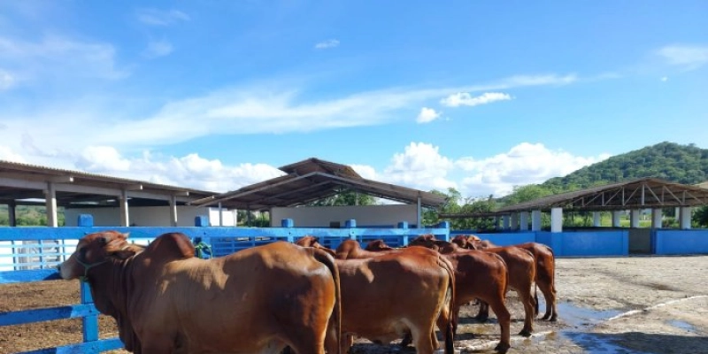 Criadores reconhecem valor da genética bovina da Empaer para melhorar seus rebanhos