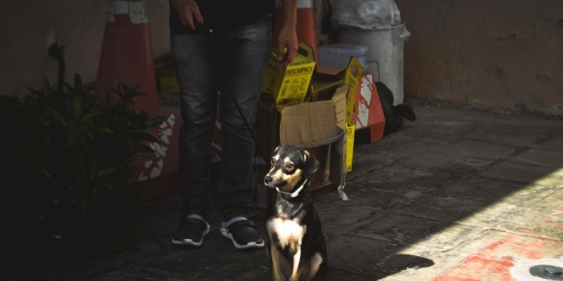 Centro de Zoonoses de João Pessoa explica passo a passo para população adotar animais