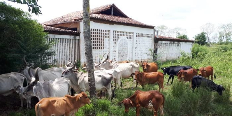 Paraíba Agronegócios sedia leilão de animais da Empaer, neste sábado