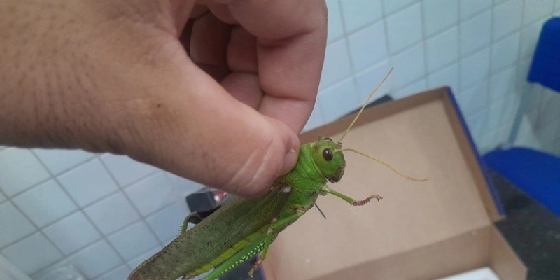Estudantes do curso de Agropecuária da ECIT Doutor José Gadelha em Aparecida, desenvolvem projeto de entomologia