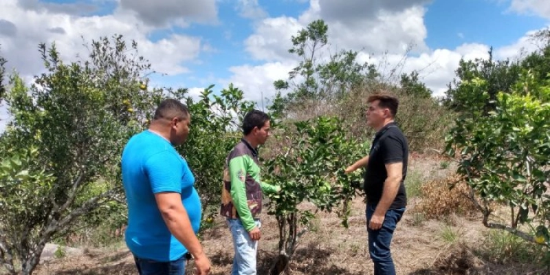 Produção de laranja tangerina chama atenção de agricultores familiares em Matinhas