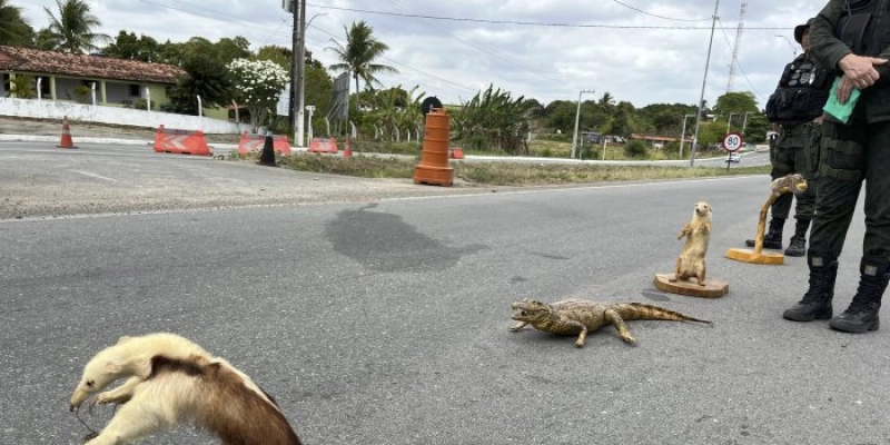 Sudema realiza mais uma blitz educativa “Eu Freio para Animais" nesta sexta-feira, em Campina Grande