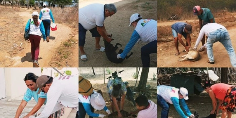 Campanha anual de vacinação anti-rábica 2024, vacina mais de 1900 animais em Aparecida