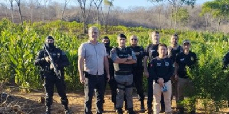 Operação entre Polícias destrói mais de 60 mil pés de maconha na Zona Rural de Malta