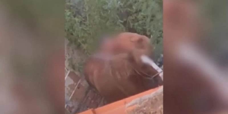 Idoso é flagrado praticando zoofilia contra uma égua, na Paraíba
