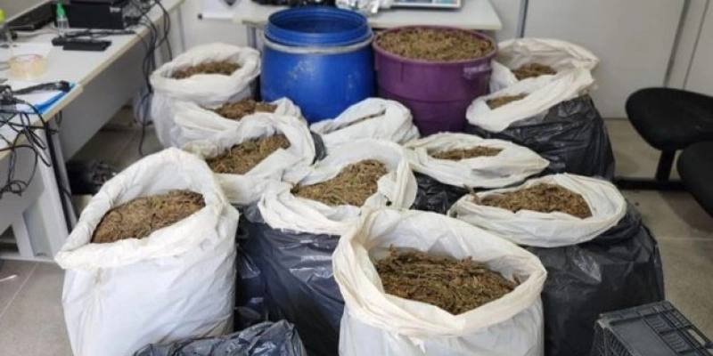 Aproximadamente 200 kg de maconha são apreendidos pela Polícia Civil, no interior do estado