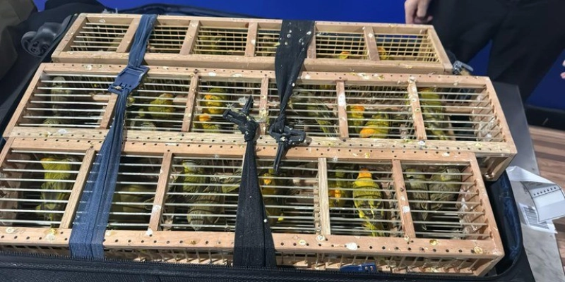PF resgata mais de 300 pássaros em malas em Aeroporto
