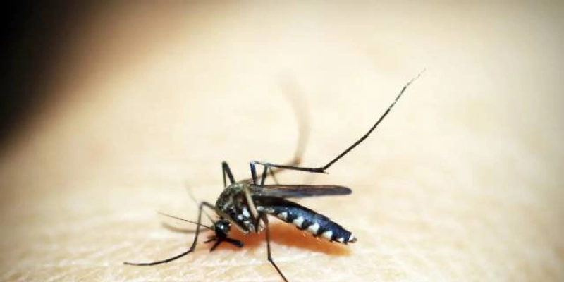 Casos de dengue sobem 110% na Paraíba e elevam alerta em regiões mais afetadas" com casos de morte no sertão 