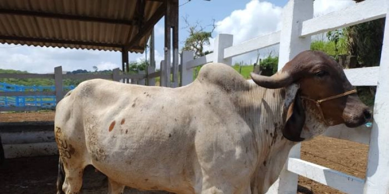 Governo da Paraíba realiza leilão de descarte seletivo de animais bovinos