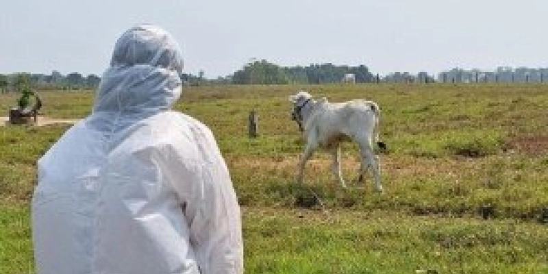 Sedap promove simulação de emergências relacionadas à febre aftosa