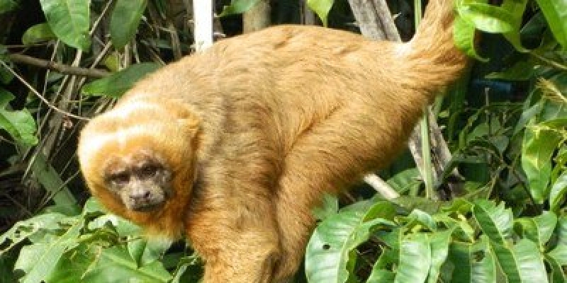 MPF processa estado do RN, União e órgãos ambientais por falta de estrutura para triagem de animais silvestres