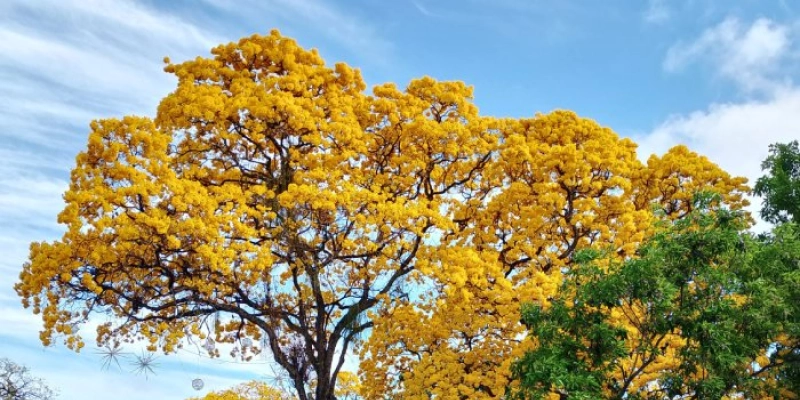Temporada de floração dos ipês amarelos transforma paisagem de João Pessoa