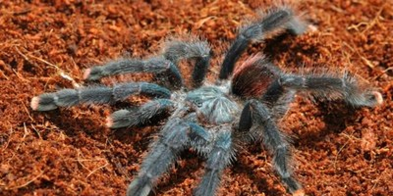 MPF denuncia homem que mantinha em casa mais de 500 animais silvestres