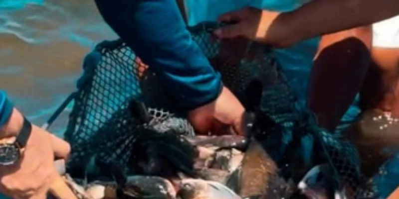 Aquicultura supera pesca selvagem e lidera produção global de alimentos aquáticos
